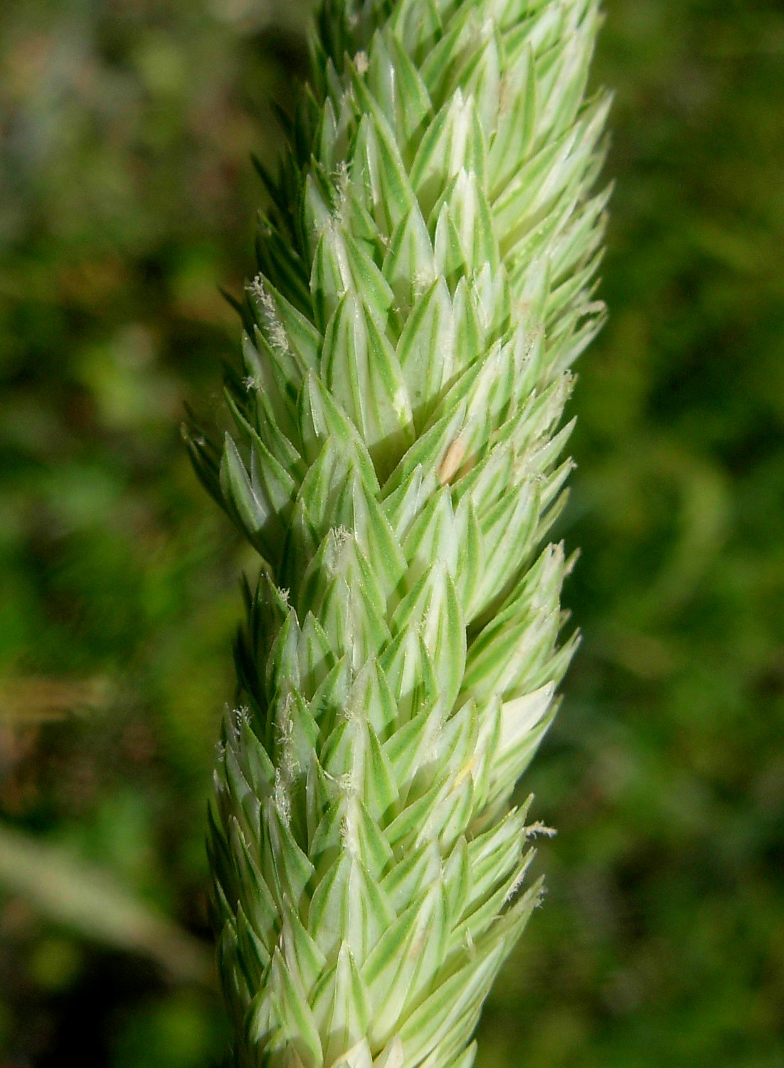 Phalaris aquatica L. / Scagliola bulbosa